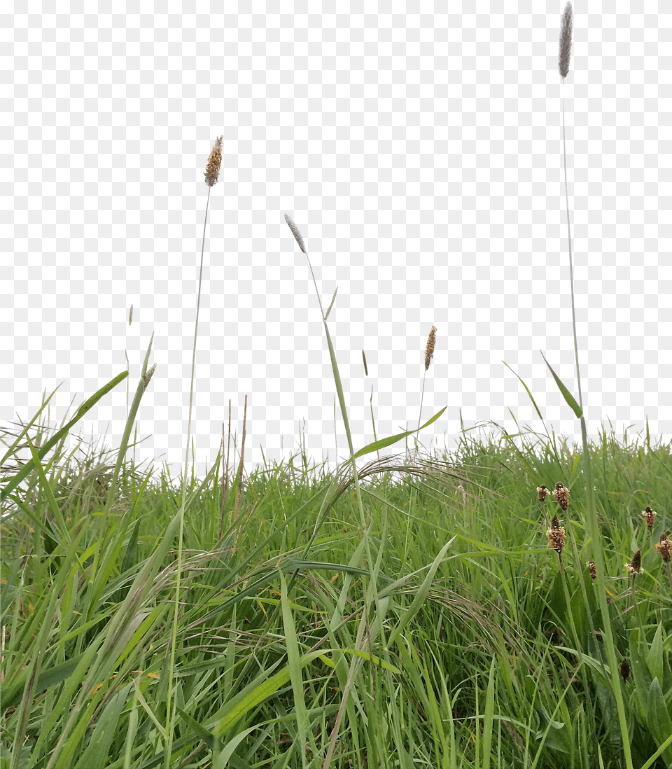 Long Grass Grass For Photoshop Free Png Download