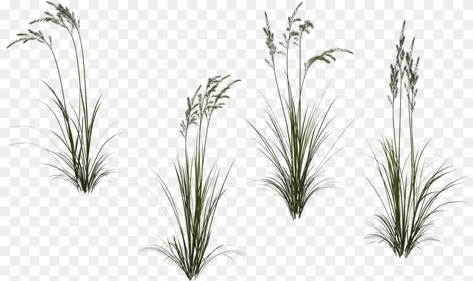 Long Grass High Grass Long Stem With Flower, Plant, Reed, Agropyron, Vegetation Free Png