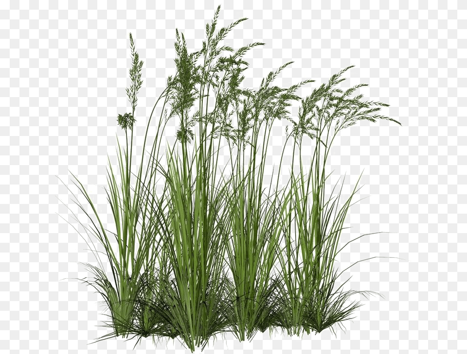 Long Grass Image Background Long Grass, Plant, Reed, Vegetation, Agropyron Free Transparent Png