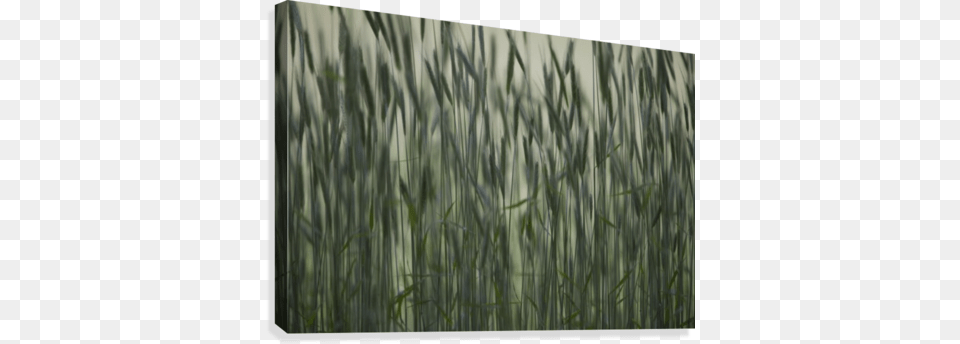 Long Grass In Farm Field Canvas Print Posterazzi Long Grass In Farm Field Posterprint, Plant, Reed, Vegetation Png Image