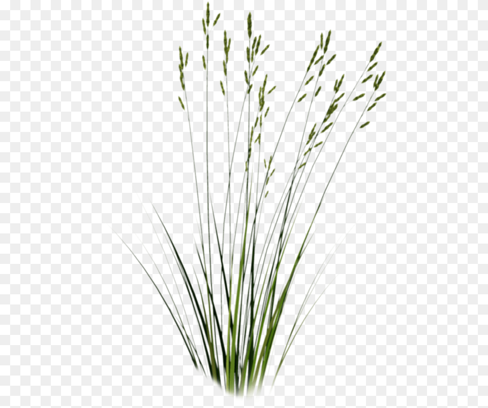 Long Grass Sweet Grass, Plant, Flower, Agropyron, Flower Arrangement Png