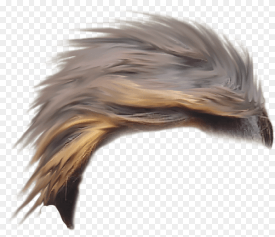 Long Hair Men, Animal, Bird, Eagle, Beak Free Transparent Png