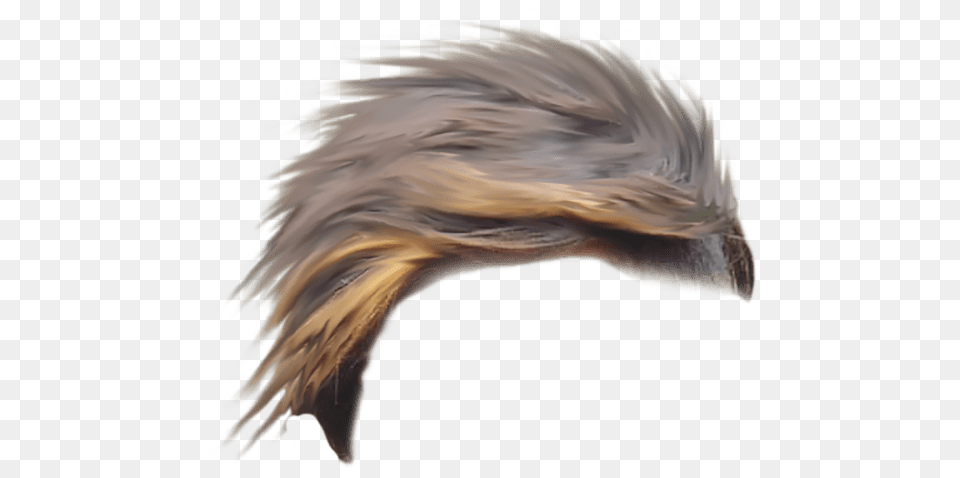 Long Hair Studio Background Images Background Feather, Animal, Bird, Eagle Free Png