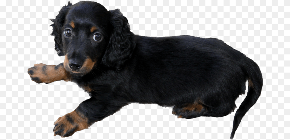 Long Haired Dachshund Puppy P Long Haired Weiner Dog, Animal, Canine, Mammal, Pet Png