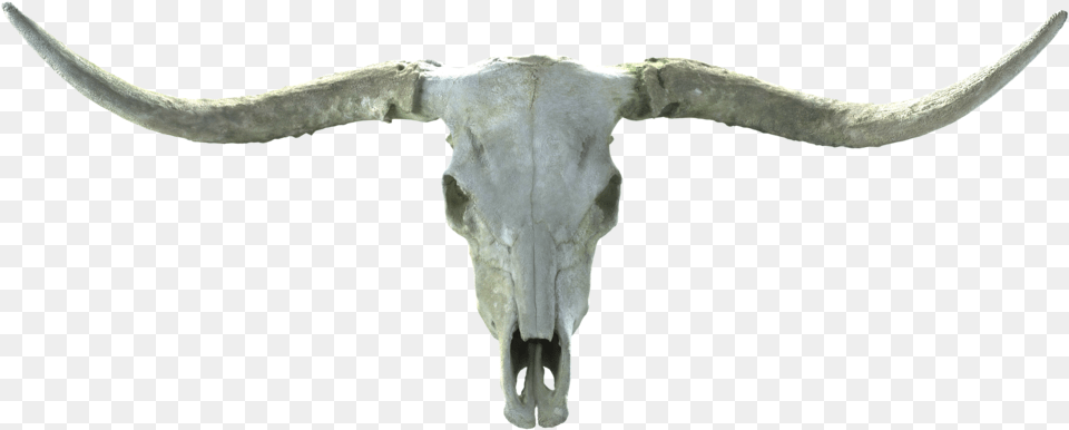 Long Horn Skull Texas Longhorn, Animal, Mammal, Cattle, Livestock Free Png