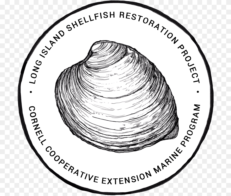 Long Island Shellfish Restoration Project Long Island Shellfish Restoration Project, Animal, Clam, Food, Invertebrate Free Png