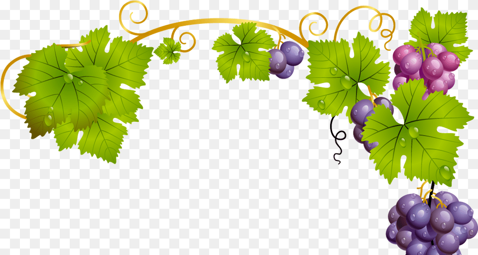 Long Island Wide U2013 Local News Tourism U0026 Marketing Grapevine, Food, Fruit, Grapes, Plant Free Png Download