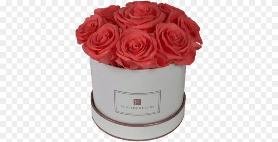 Long Lasting Peach Roses In A White Box Garden Roses, Flower, Flower Arrangement, Flower Bouquet, Plant Free Png
