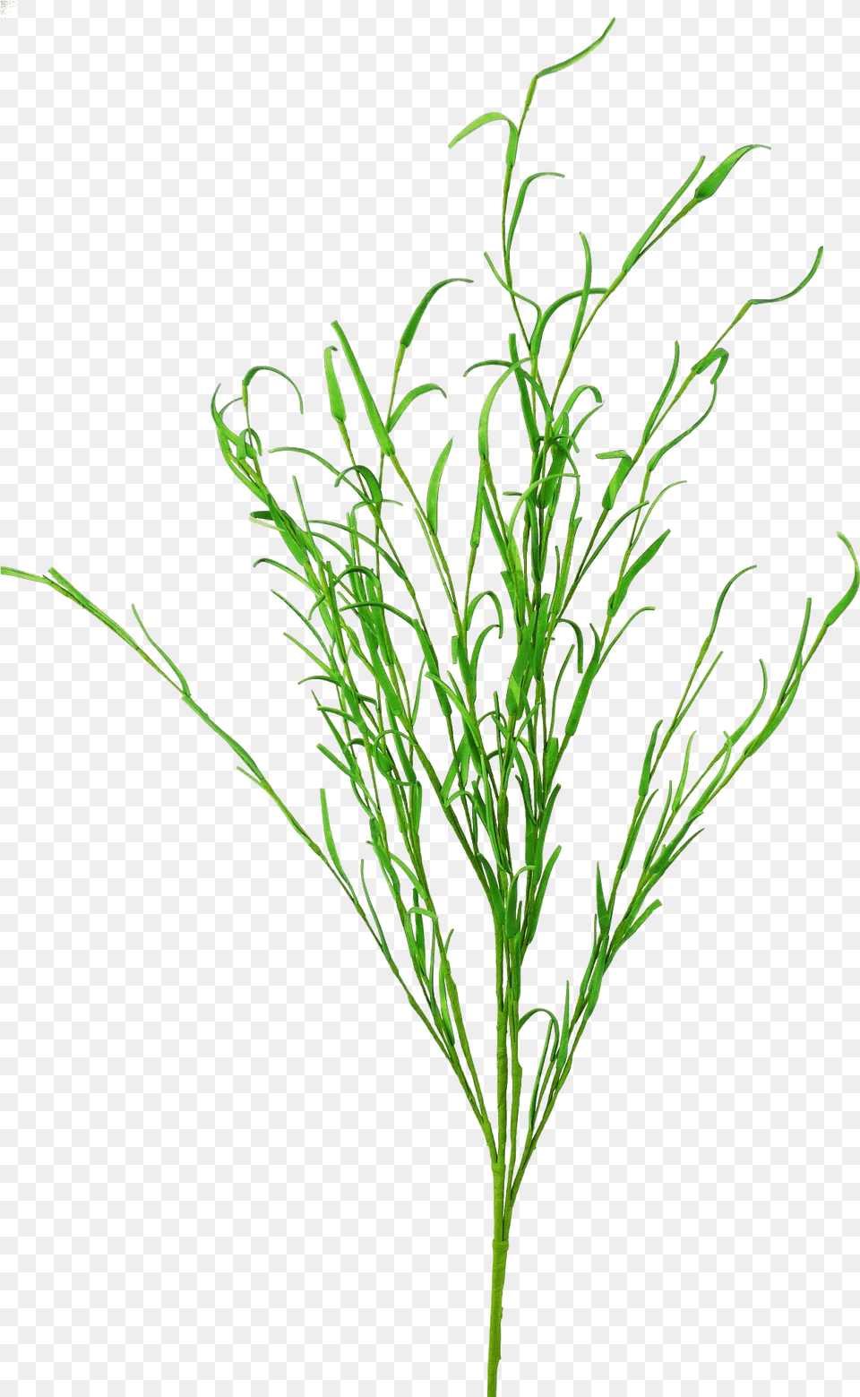 Long Leaf Grass Spray Grass, Food, Plant, Seasoning, Aquatic Free Transparent Png