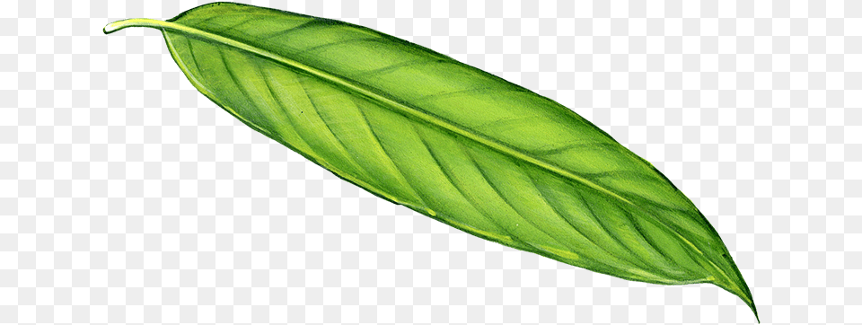 Long Leaf Long Leaf, Plant, Annonaceae, Tree, Flower Png Image