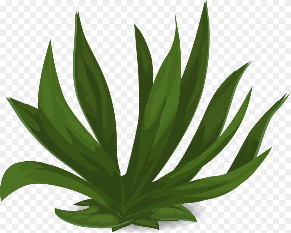 Long Leaf Plant, Green, Herbal, Herbs, Aloe Free Png Download