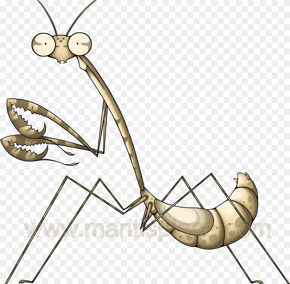 Long Neck Illustration, Animal, Invertebrate, Spider Png
