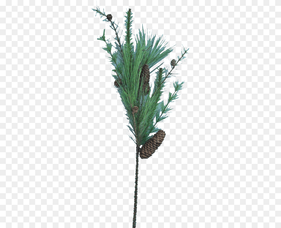Long Needle Pine Spray Pond Pine, Conifer, Plant, Tree, Fir Free Png