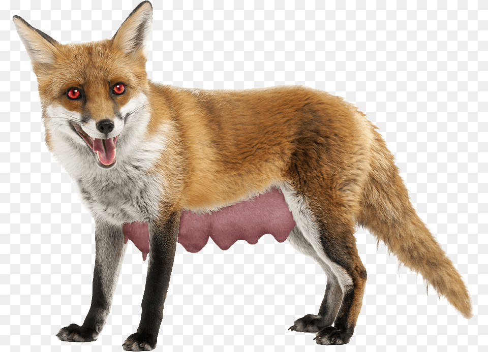 Long Nippled Fox, Animal, Canine, Dog, Mammal Free Transparent Png