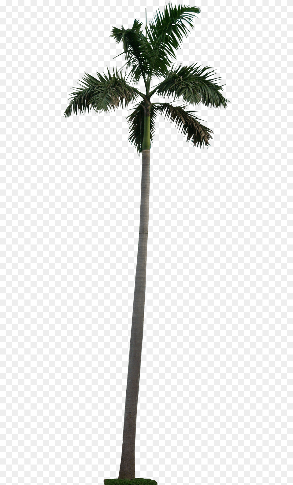 Long Palm Tree, Palm Tree, Plant Free Png