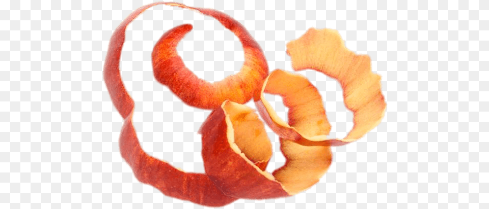 Long Red Apple Peel Stickpng Apple Peel, Baby, Person Png Image