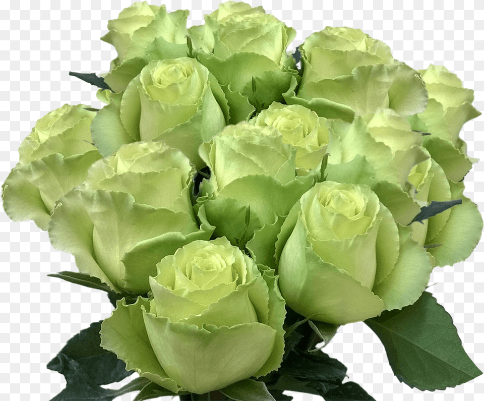 Long Stem Lime Green Roses Buy Fresh Roses Mint Green Garden Roses, Rose, Plant, Flower, Flower Arrangement Free Png