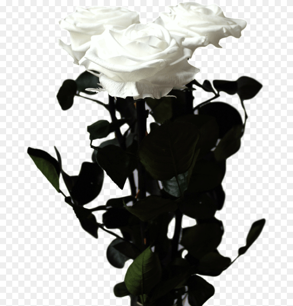 Long Stem Rose Floribunda, Flower, Flower Arrangement, Flower Bouquet, Plant Png Image