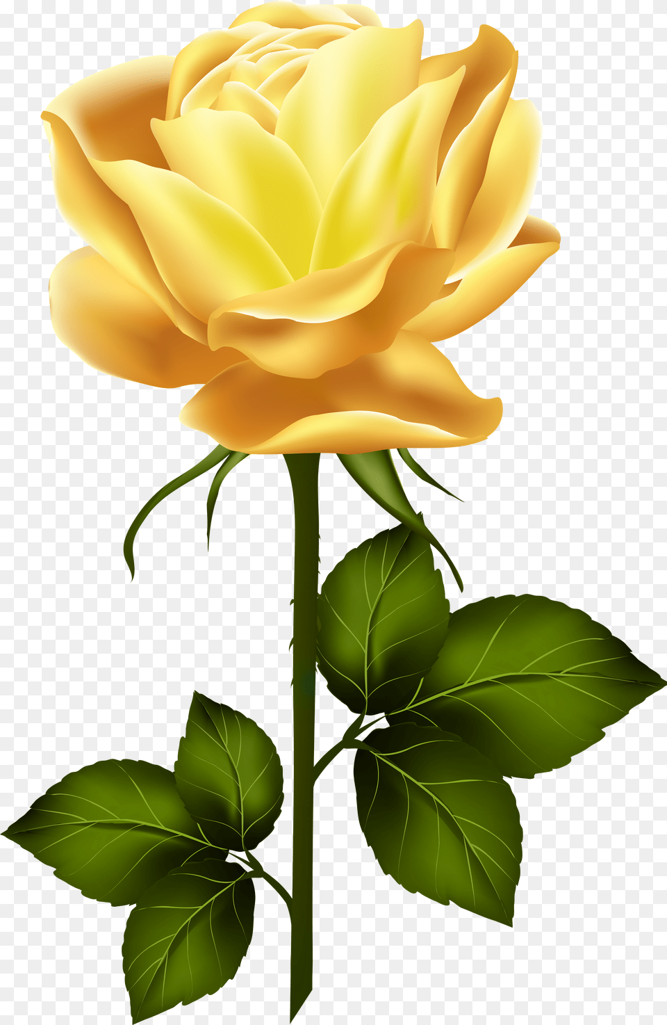 Long Stem Yellow Rose Yellow Rose With Stem Free Png