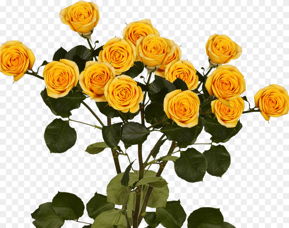 Long Stem Yellow Spray Roses Garden Roses, Flower, Flower Arrangement, Flower Bouquet, Plant Free Transparent Png