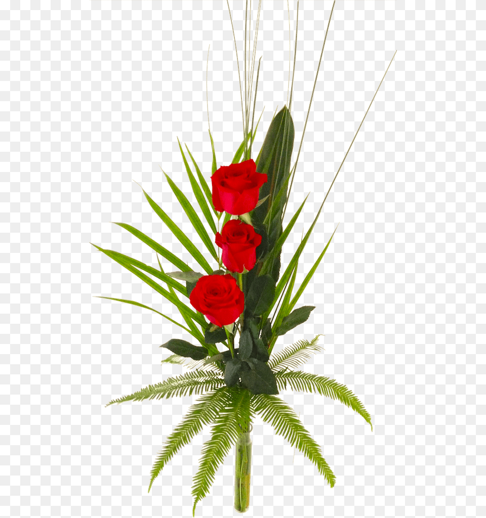 Long Stemmed Single Rose Garden Roses, Flower, Flower Arrangement, Flower Bouquet, Plant Png Image