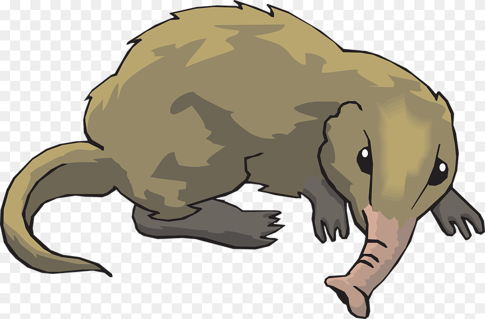 Long Tail Animal Fur Shrew Nosed Shrew Clipart, Mammal, Baby, Person, Wildlife Png