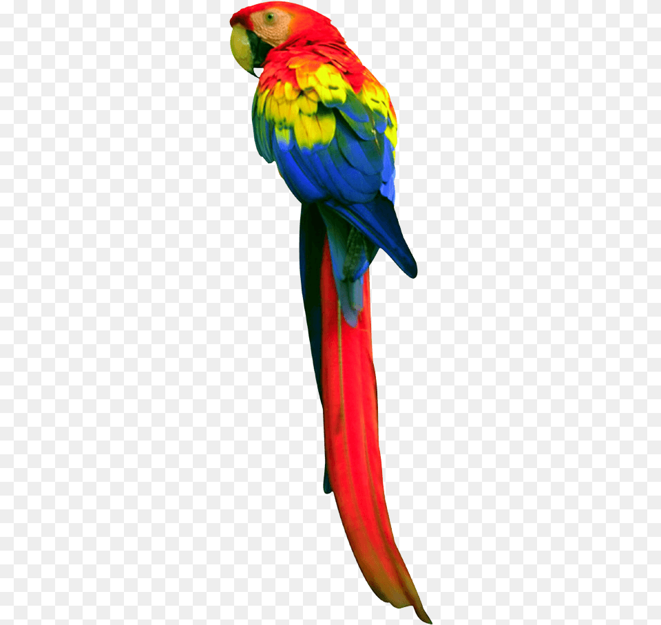 Long Tail Parrot, Animal, Bird, Macaw Free Png