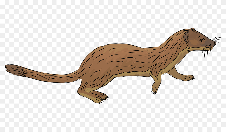 Long Tailed Weasel Clipart, Animal, Mammal, Wildlife, Dinosaur Free Png Download