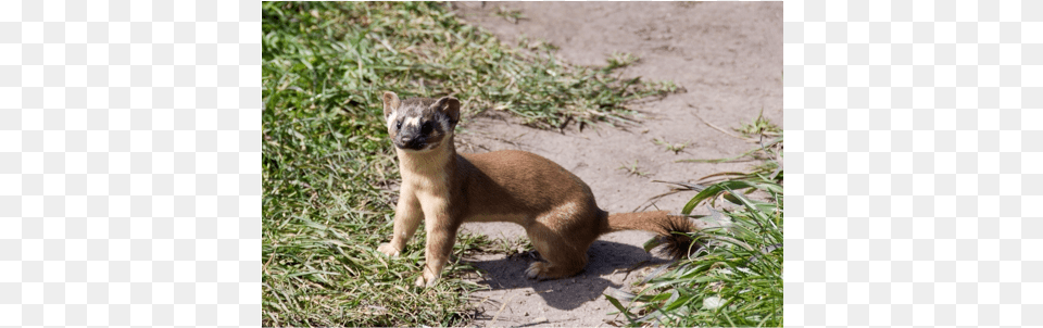 Long Tailed Weasel Zhao Have A Heart, Animal, Mammal, Wildlife, Rat Free Png Download