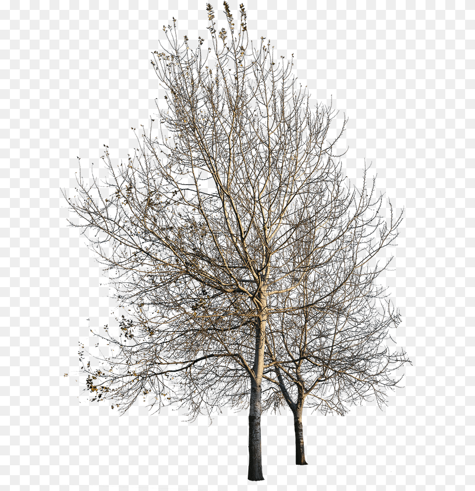 Long Tree Sketch, Plant, Tree Trunk, Nature, Night Png