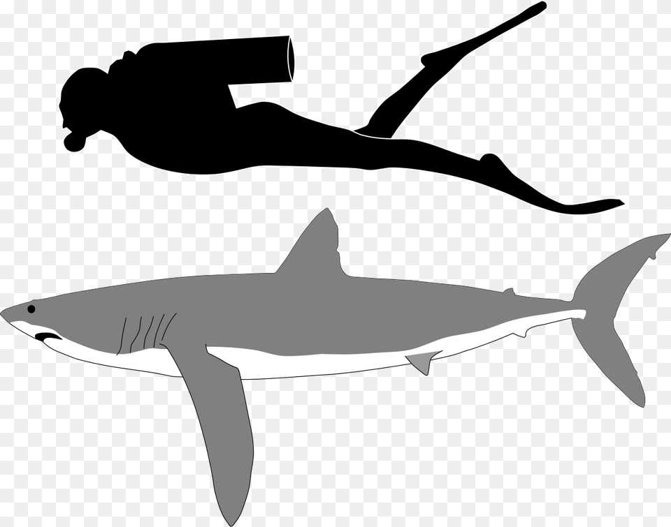 Longfin Mako Shark Size, Animal, Fish, Sea Life, Smoke Pipe Free Png