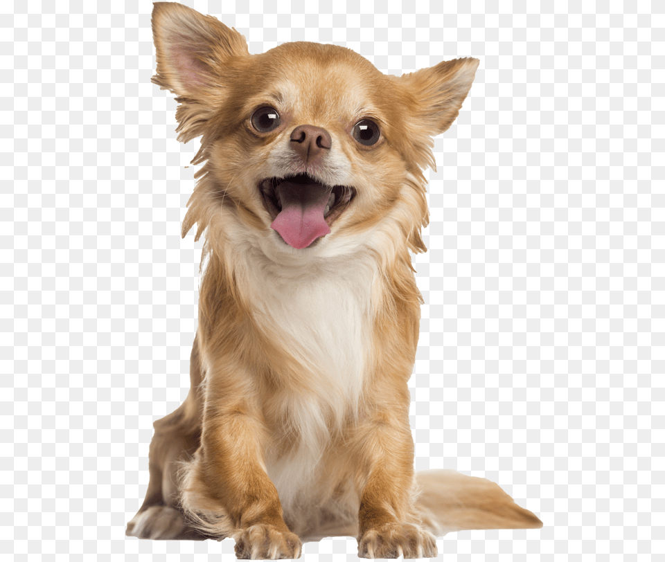 Longhaired Chihuahua Free Long Haired Chihuahua, Animal, Canine, Dog, Mammal Png Image