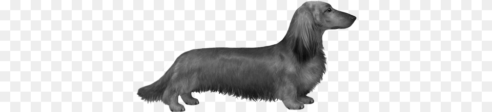 Longhaired Dachshund Bampw Dachshund, Animal, Canine, Dog, Hound Png Image