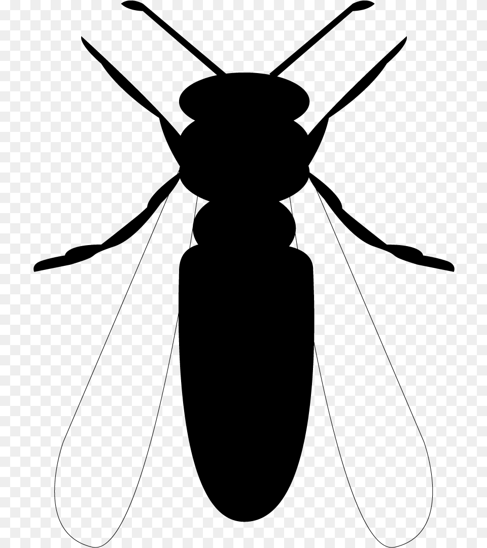 Longhorn Beetle, Gray Png