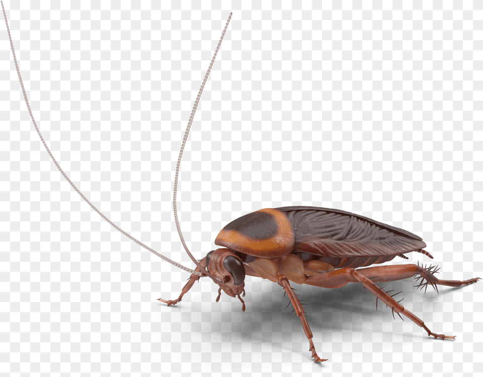 Longhorn Beetle, Animal, Insect, Invertebrate, Cockroach Png Image