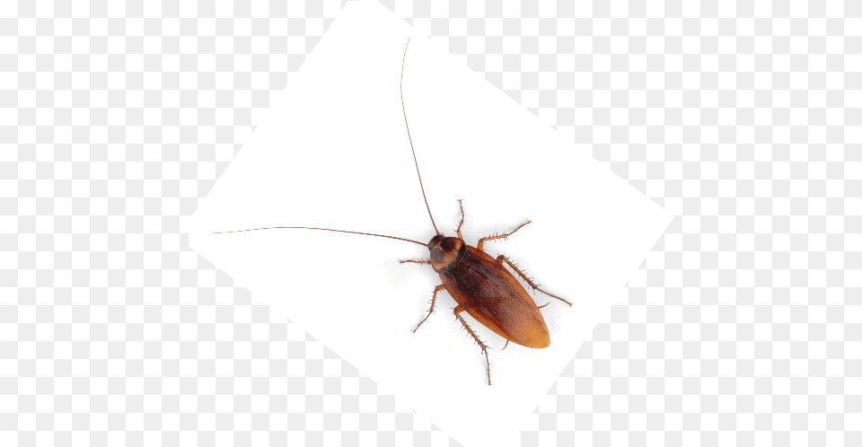 Longhorn Beetle, Animal, Cockroach, Insect, Invertebrate Png Image