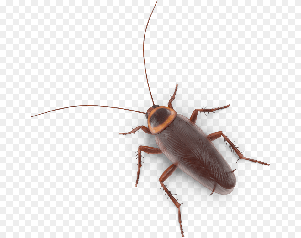 Longhorn Beetle, Animal, Insect, Invertebrate, Cockroach Png