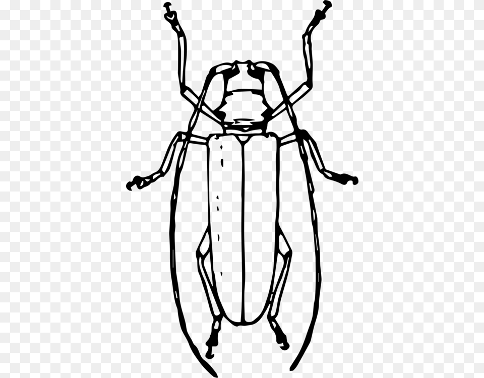 Longhorn Beetle Drawing Volkswagen Beetle Ladybird Beetle Gray Free Png Download