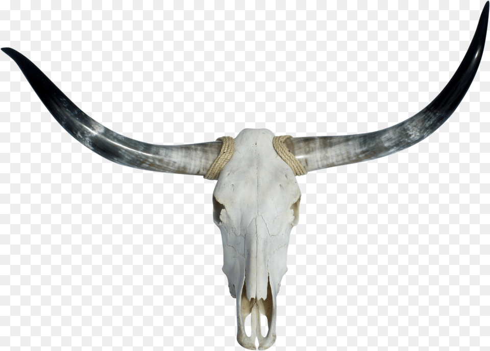 Longhorn Bull Skull Transparent Bull Skull, Animal, Mammal, Cattle, Livestock Png