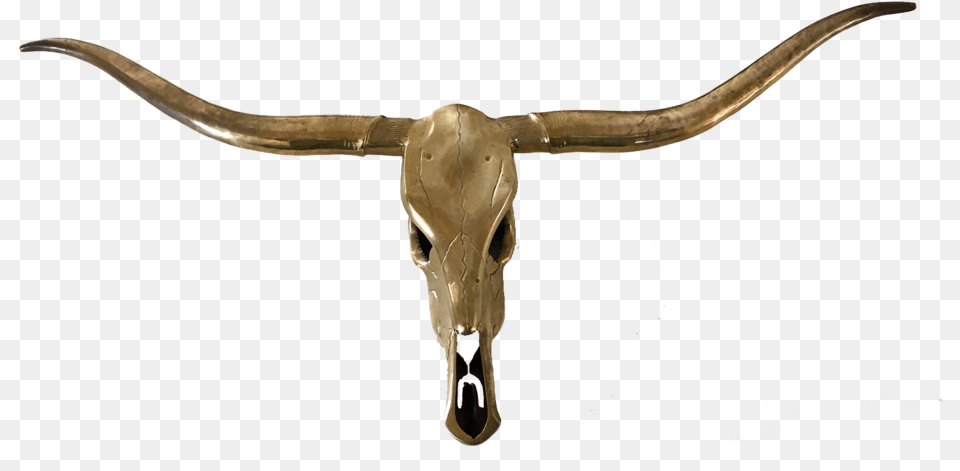 Longhorn Skull, Animal, Mammal, Cattle, Livestock Png