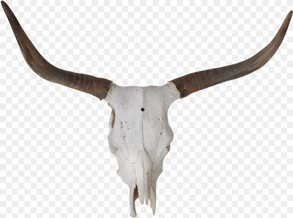 Longhorn Vector Skull Longhorn Skull, Animal, Mammal, Cattle, Livestock Free Transparent Png