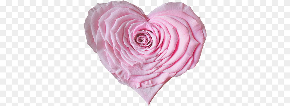 Longlife Rose Heart Light Pink Garden Roses, Flower, Petal, Plant Png Image
