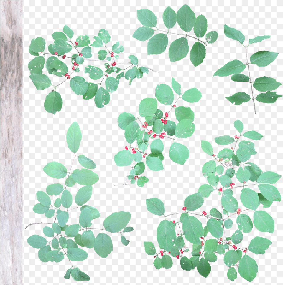 Lonicera Xylosteum Twig, Leaf, Plant, Berry, Food Png Image