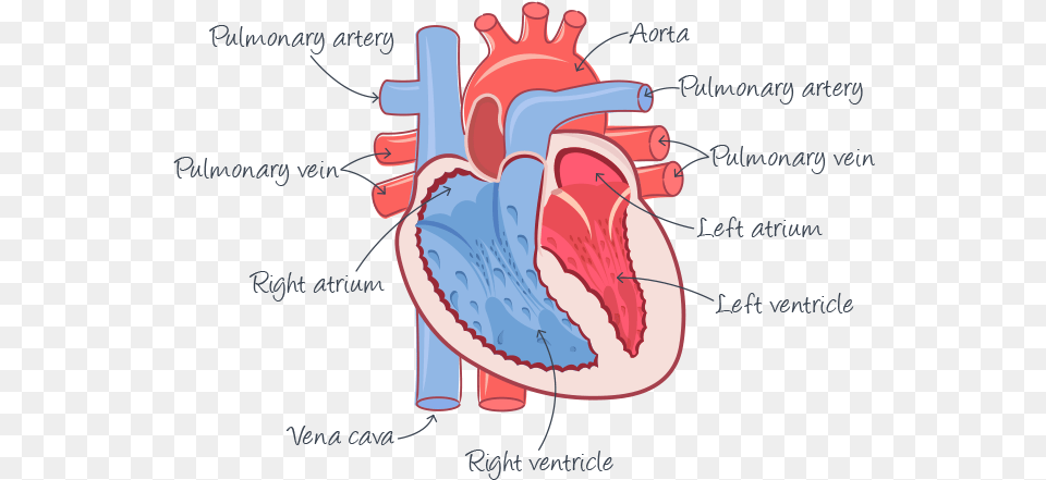 Look After Your Heart, Dynamite, Weapon Png Image