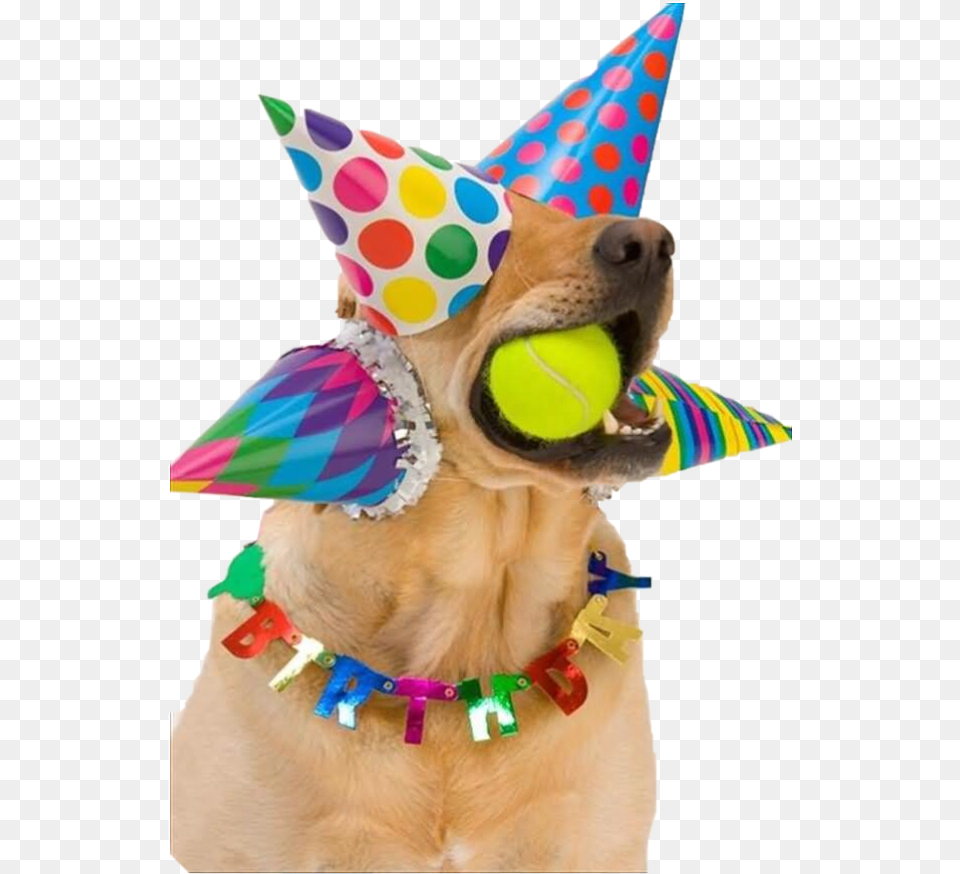 Look At The Sticker I Made Happy Birthday Dog Party Hats, Ball, Clothing, Hat, Sport Free Png Download