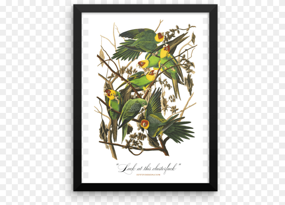 Look At This Clusterfuck Framedsrcset Data John James Audubon Paintings, Animal, Bird, Parakeet, Parrot Png Image