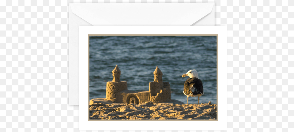 Look If A Seagull Can Build A Sandcastle You Can Gulls, Beach, Coast, Nature, Outdoors Png