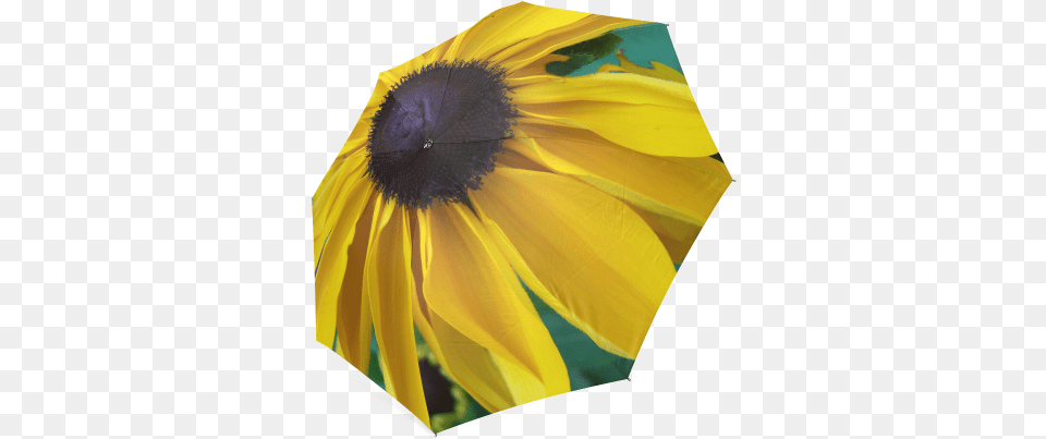 Looking Down The Black Eyed Susan Foldable Umbrella Sunflower, Flower, Petal, Plant, Daisy Free Transparent Png