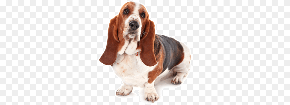 Looking For A Basset Hound Puppy Or Dog In Ansonia Basset Hound, Animal, Canine, Mammal, Pet Free Png Download