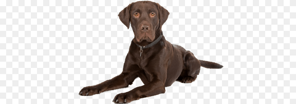 Looking For A Labrador Retriever Puppy Or Dog In Illinois El Paso, Animal, Canine, Labrador Retriever, Mammal Free Png Download
